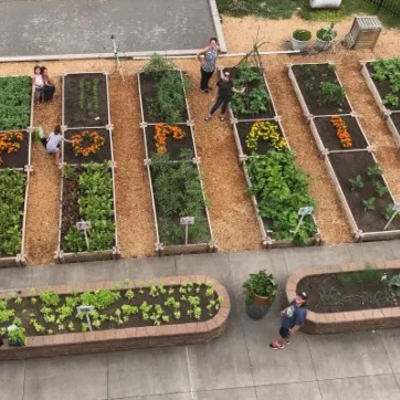 more_than_vegetables_flowers_growing_in_ymca_gardens_cover.jpg